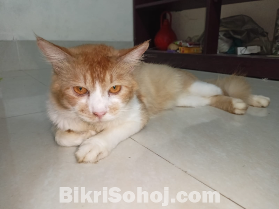 ক্যালিকো বিড়াল